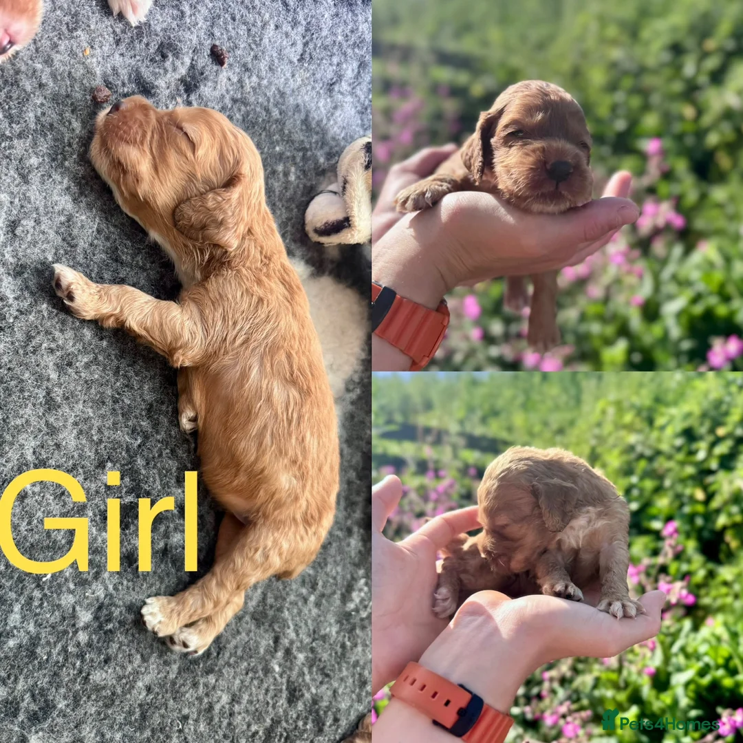 Cocker Spaniel dogs for sale: KC registered English Working Cocker Spaniels - Advert 18