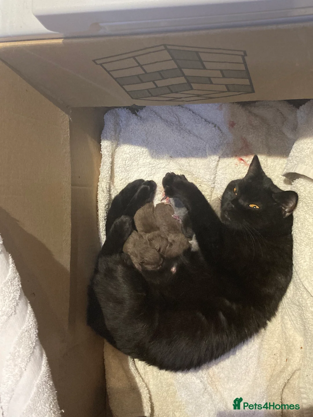 British Shorthair cats for sale: Three stunning female chocolate kittens available  - Advert 2