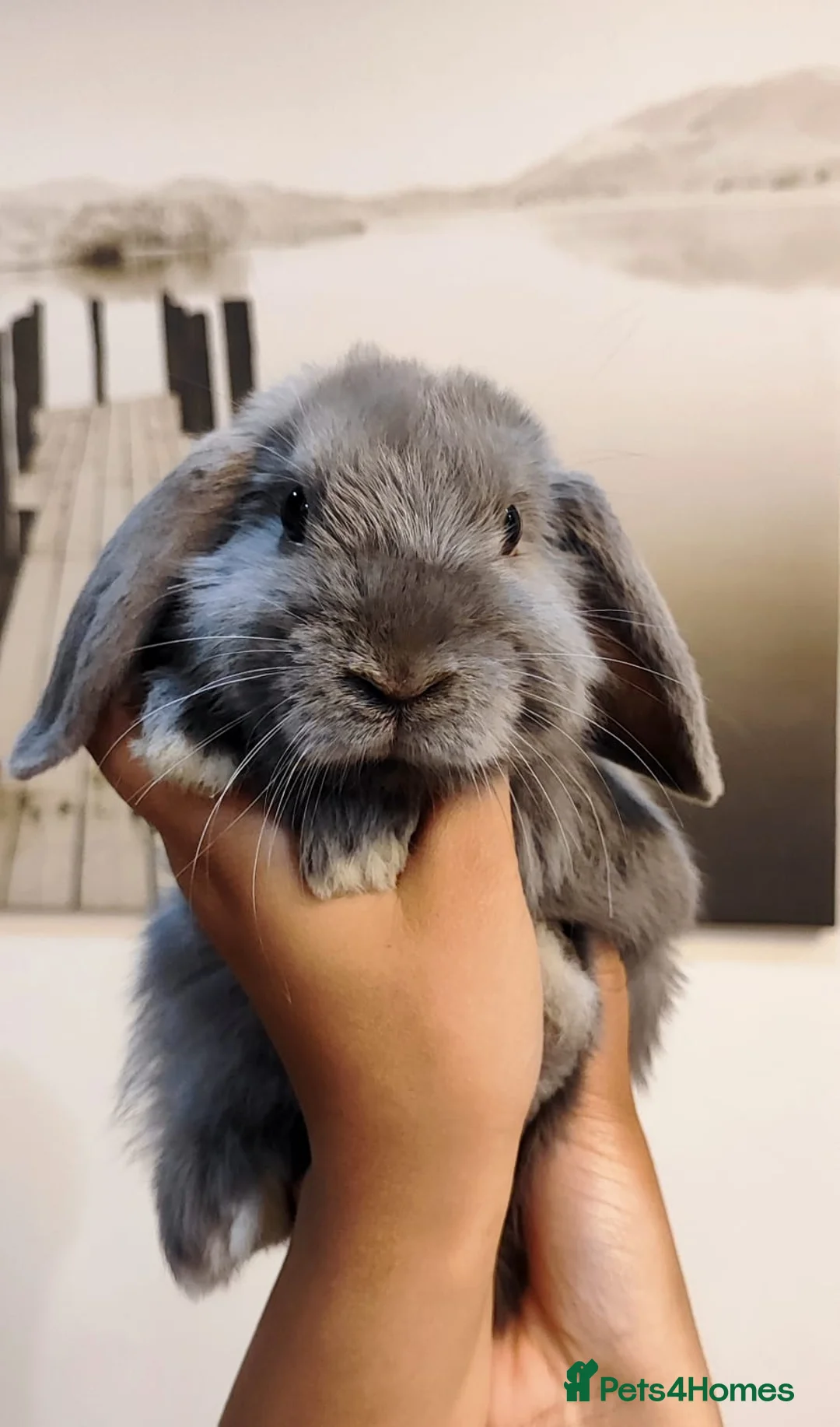 Mini Lop rabbits for sale: Mini lop  - Advert 5
