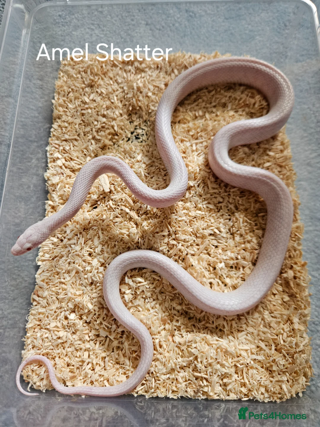 Corn Snake reptiles for sale: Various Corn Snakes for Sale  - Advert 3