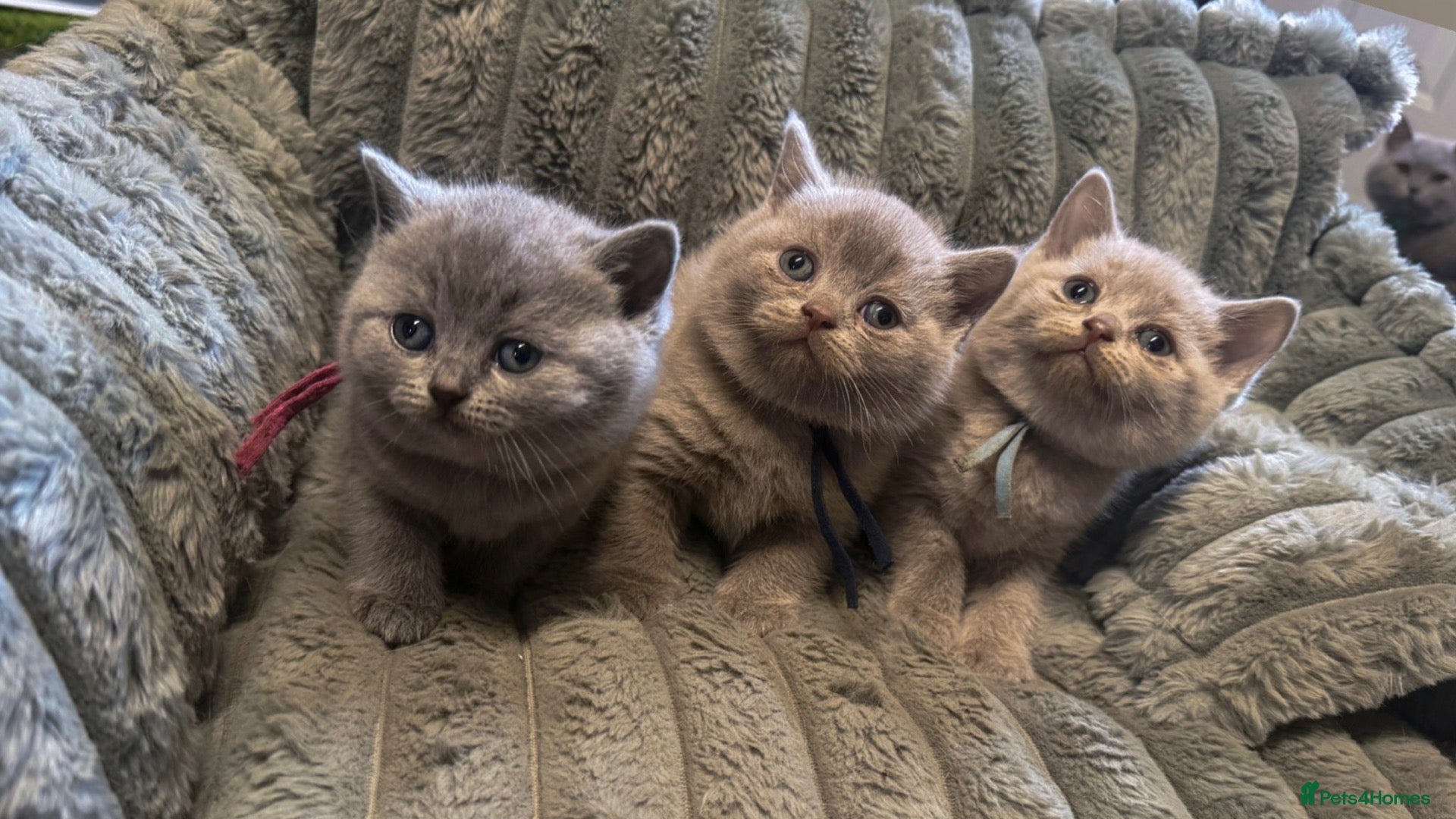 British Shorthair cats 🐾 3 Beautiful British Shorthairs Left 🐾 - Advert 14
