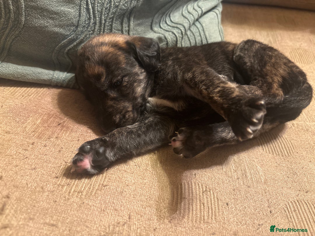 Mixed Breed dogs for sale: Whippet cross lurcher poodle puppies  - Advert 10