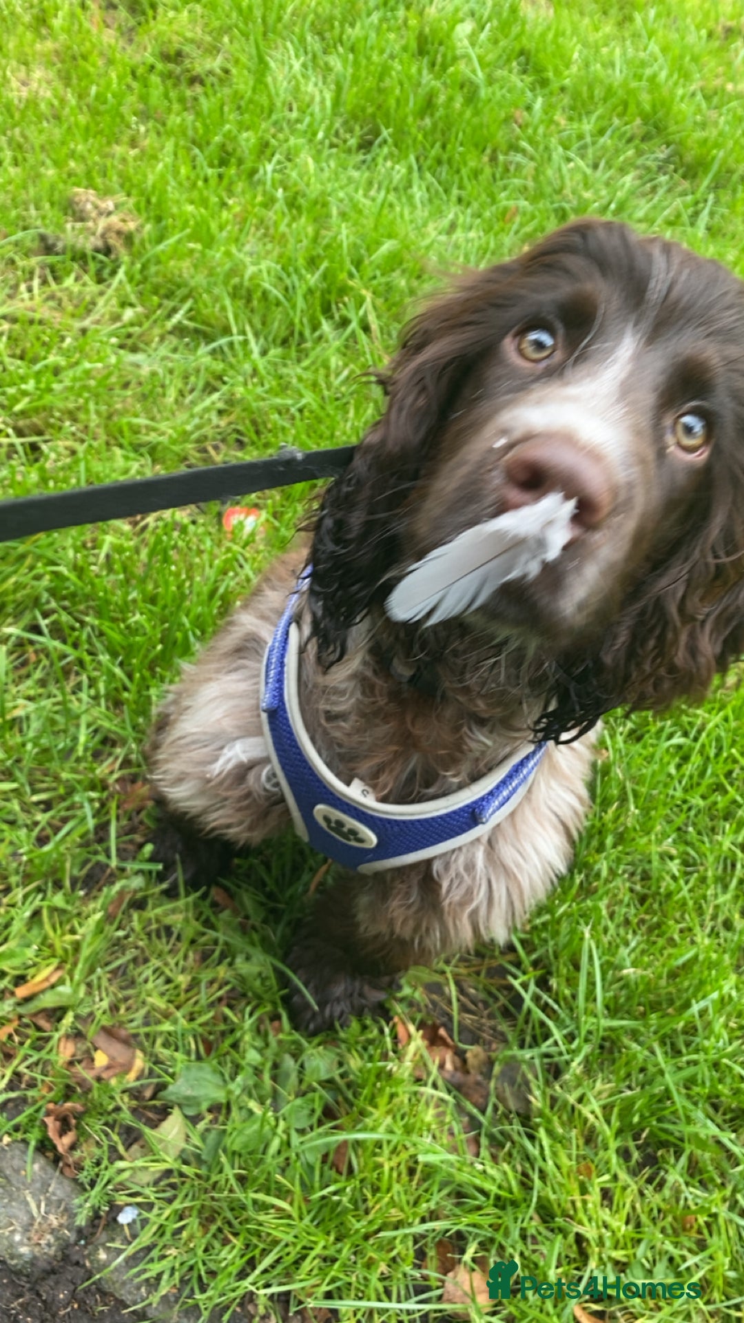Sprocker dogs for sale: 8 month sprocker  - Advert 2