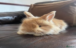 Lionhead rabbits for sale: Baby Lionhead x Angora Female Looking For New Home - Advert 18