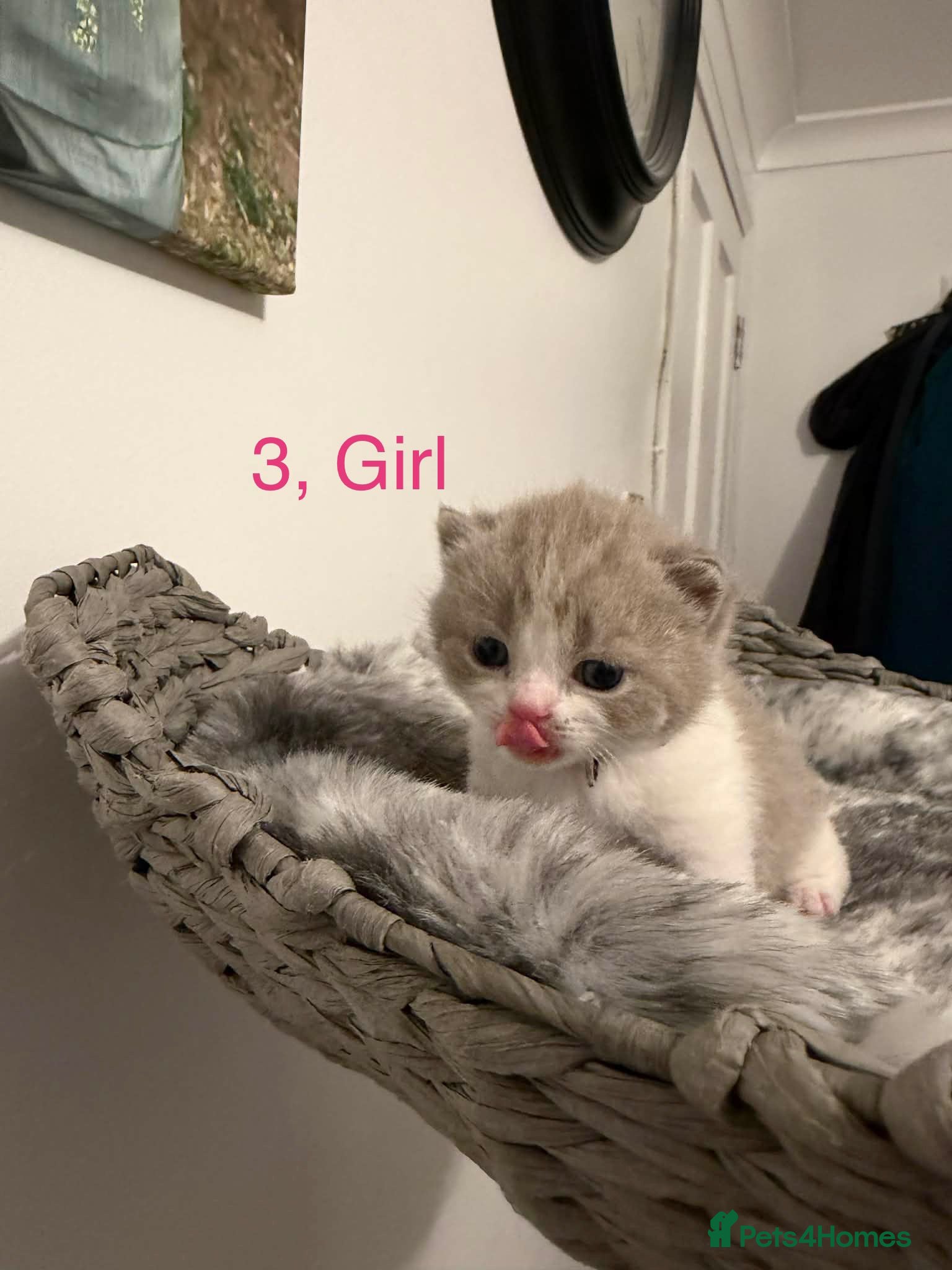 British Shorthair cats BSH kittens💚💙💜🧡🎀🎀🎀 - Advert 3