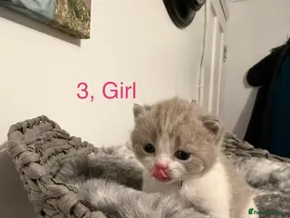British Shorthair cats BSH kittens💚💙💜🧡🎀🎀🎀 - Advert 3