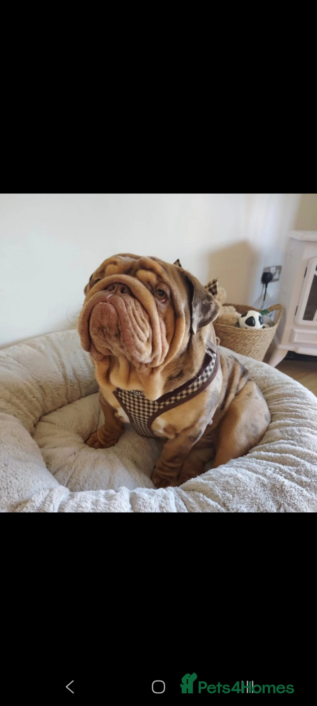 English Bulldog dogs for sale: Beautiful 1 year old Bulldog - Advert 2