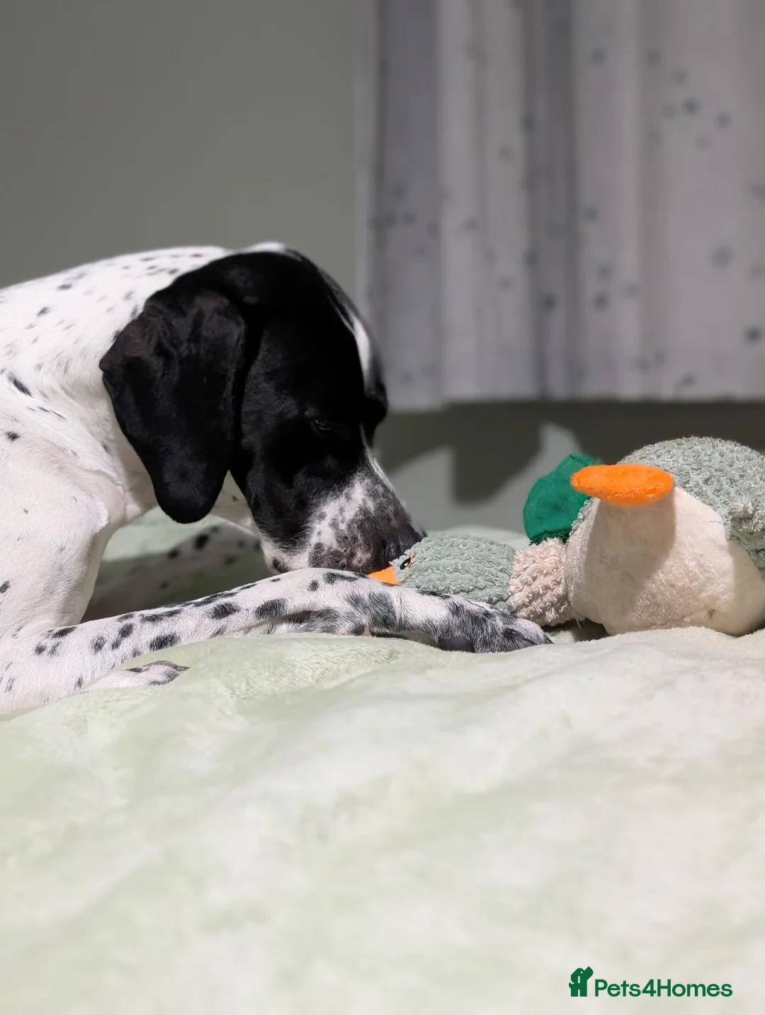 Pointer dogs for sale: 🩵🩵 English Pointer 🩵🩵 - Advert 21