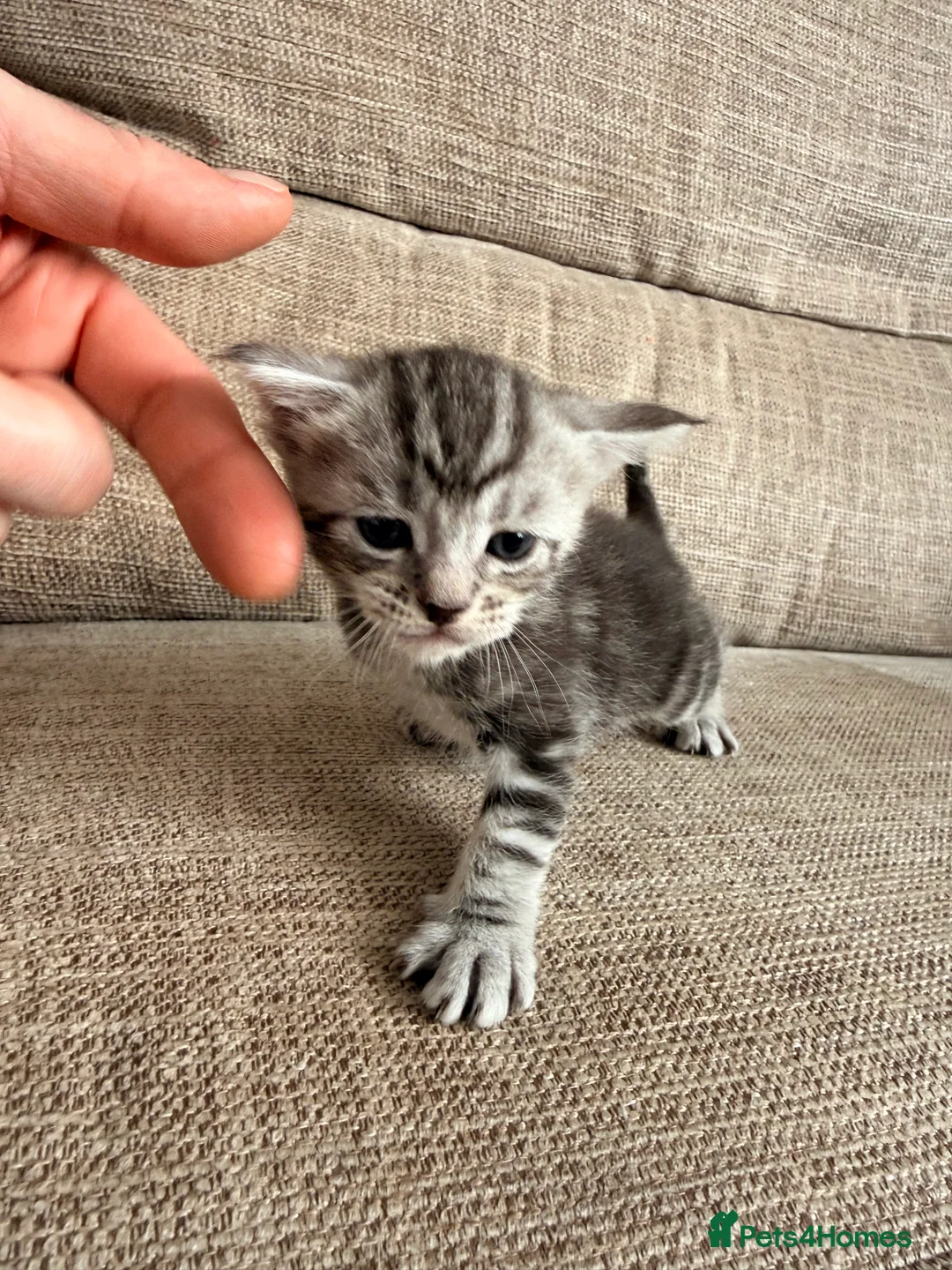 Maine Coon cats for sale: Gorgeous Fluffy Maine Coon Kittens  - Advert 29