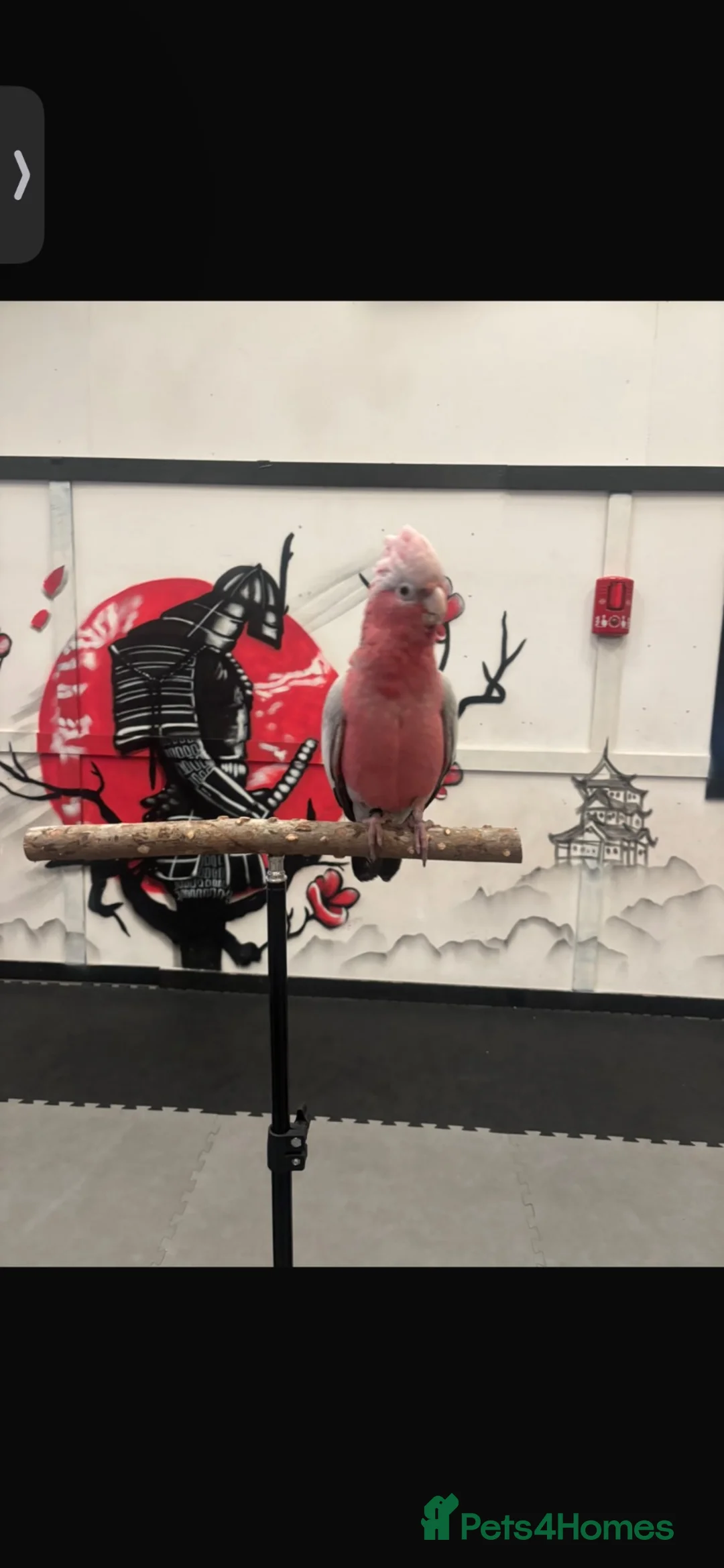 Cockatoo birds for sale: This is Elvis, extremely loving and a lot of fun in Colchester - Advert 2