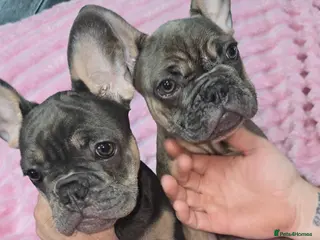 French Bulldog dogs Gorgeous french bulldog puppies - Advert 4
