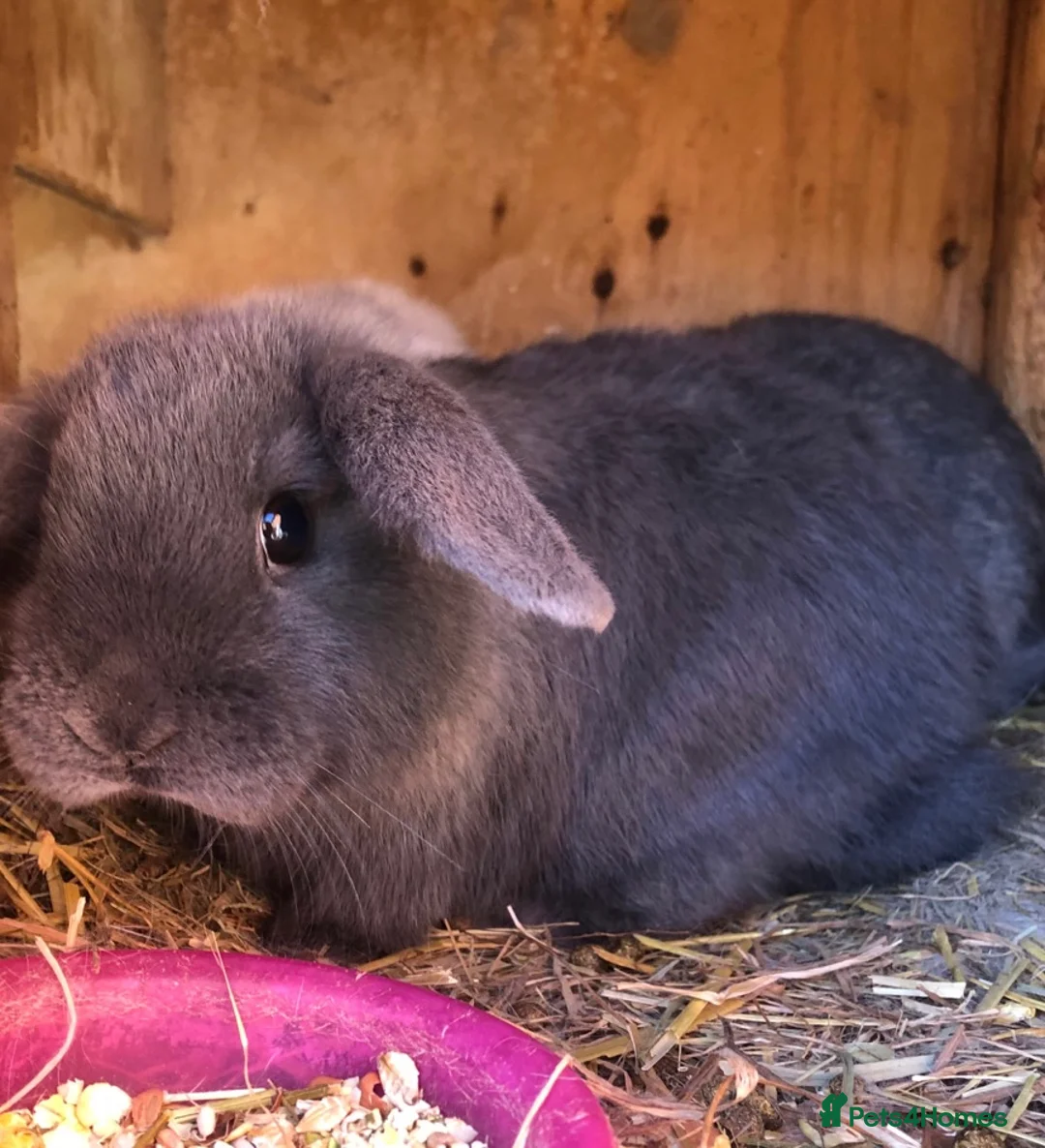 Mini Lop rabbits for sale: Beautiful hand reared bunnys - Advert 3