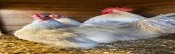 Chickens poultry for sale: Pekins various colours ages and sexes - Advert 2