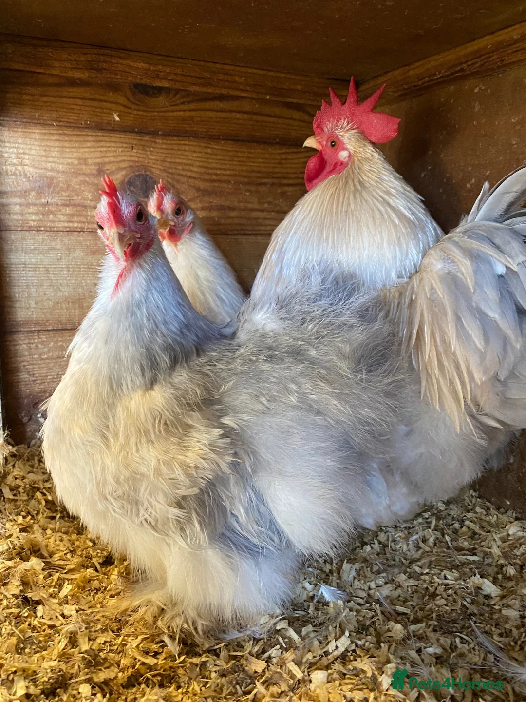 Chickens poultry for sale: Pekins various colours ages and sexes - Advert 2