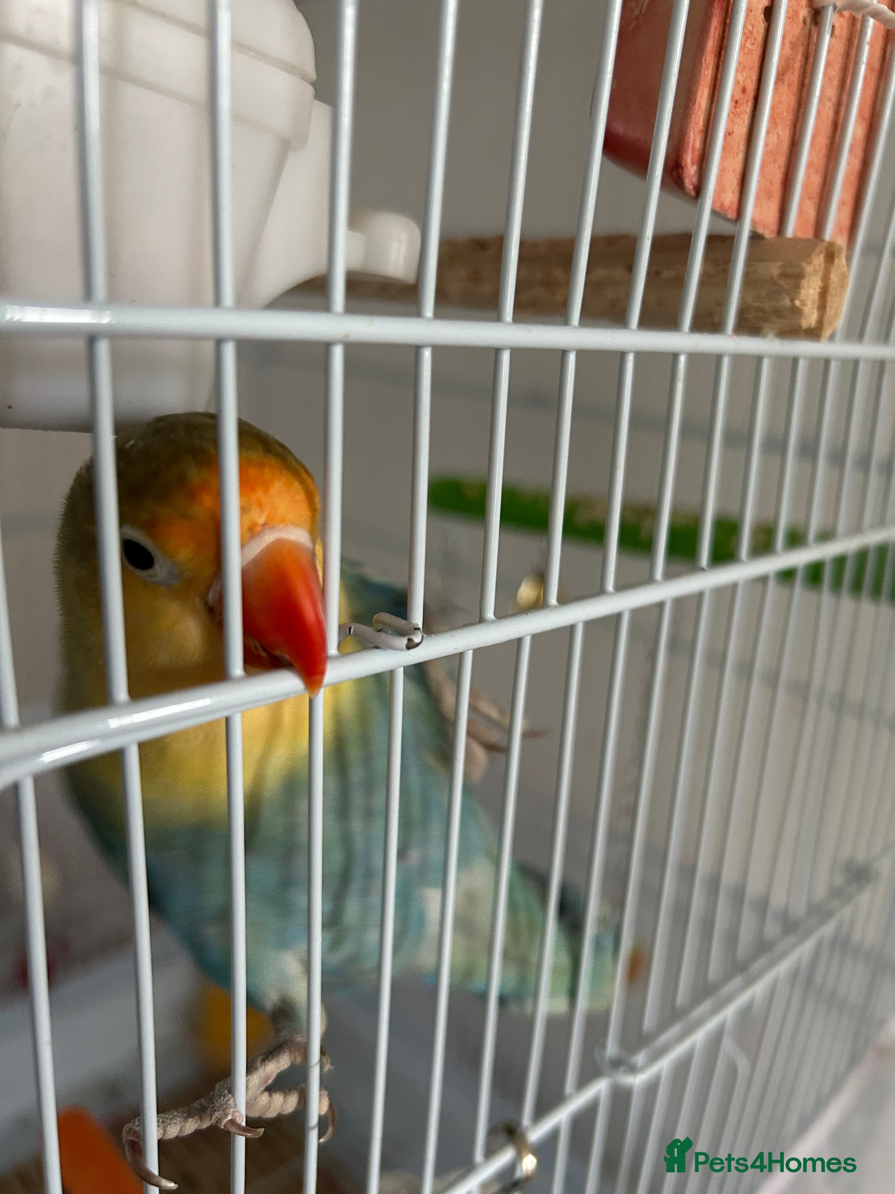 Lovebirds birds pair love birds with cage - Advert 17