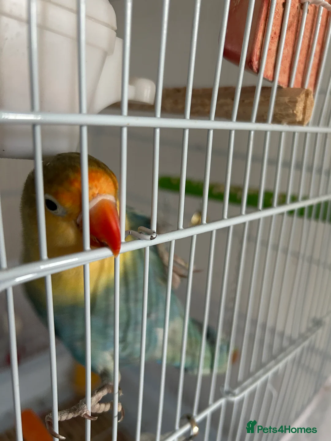 Lovebirds birds for sale: pair love birds with cage - Advert 1