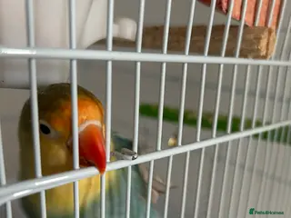 Lovebirds birds pair love birds with cage - Advert 17