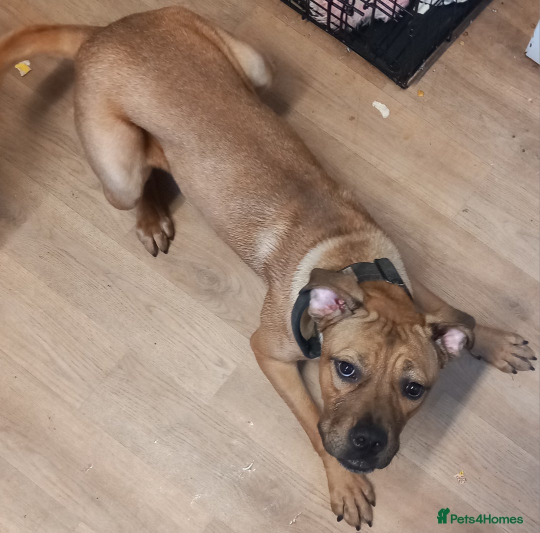 Cane Corso dogs for sale: Cane corso puppy - Image 1