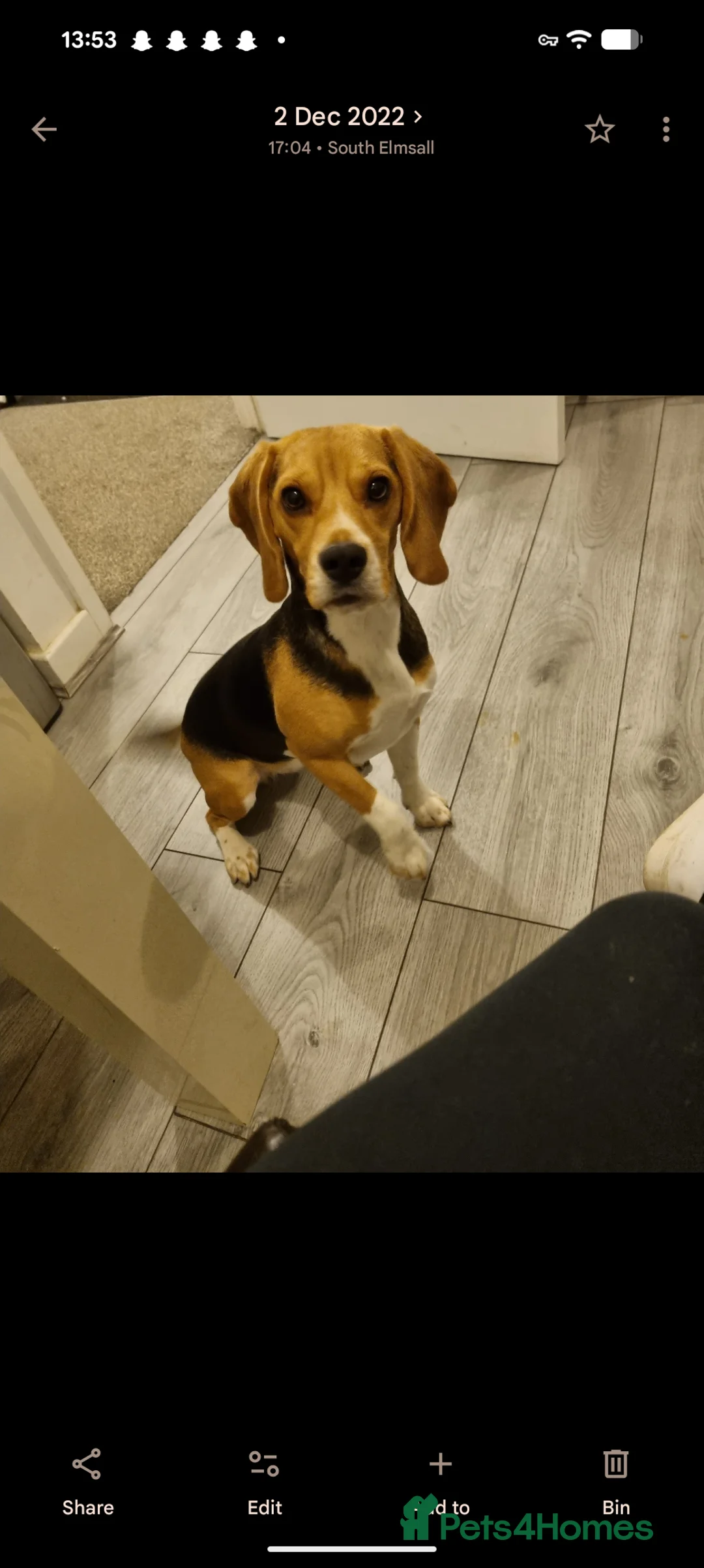 Beagle dogs for sale: Perfect family beagle - Advert 3