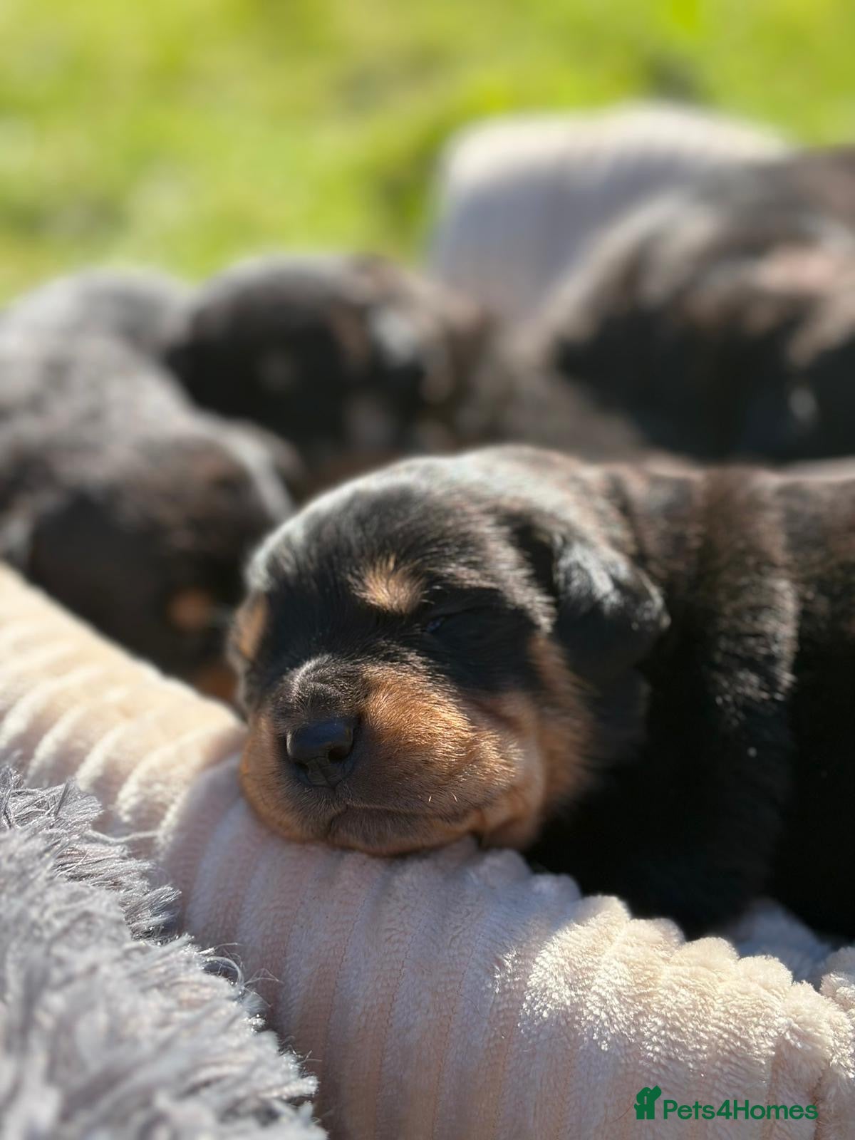 Rottweiler dogs Stunning Rottweiler Puppies  - Advert 4