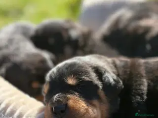 Rottweiler dogs Stunning Rottweiler Puppies - Advert 4