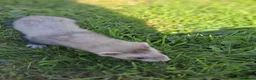 Ferret rodents for sale: Friendly ferrets for sale - Advert 5