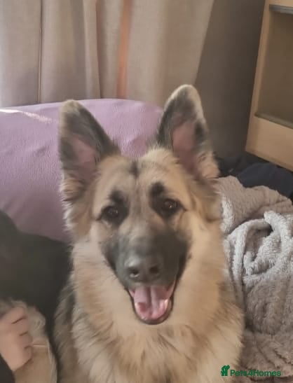 German Shepherd dogs Stunning litter of German Shepherd Pups - Advert 1