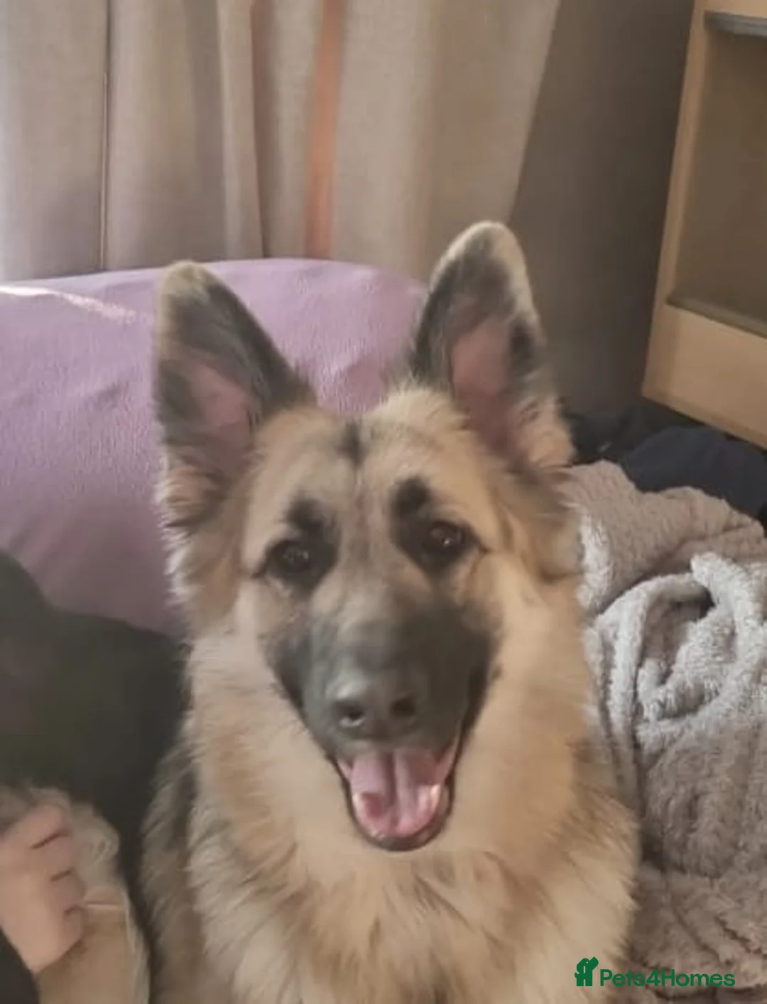 German Shepherd dogs for sale: Stunning litter of German Shepherd Pups in Solihull - Advert 1