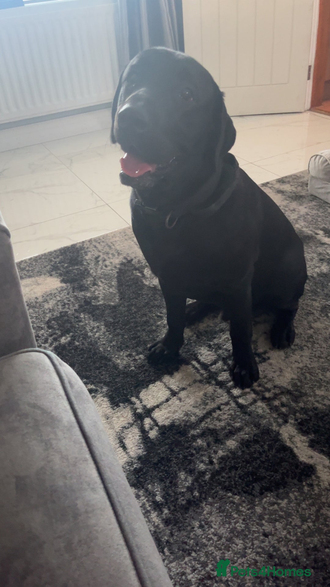 Labrador Retriever dogs for stud: Stud  - Image 2