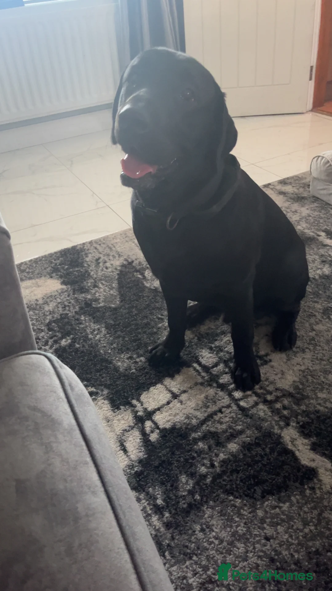 Labrador Retriever dogs for stud: Stud  - Advert 1