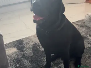 Labrador Retriever dogs Stud - Advert 1