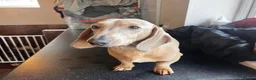 Miniature Dachshund dogs for sale: Miniature dachshund  - Advert 2