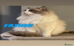 Ragdoll cats for sale: RAGDOLL BLUEPOINT/BICOLOR FOR SALE!!! - Image 6