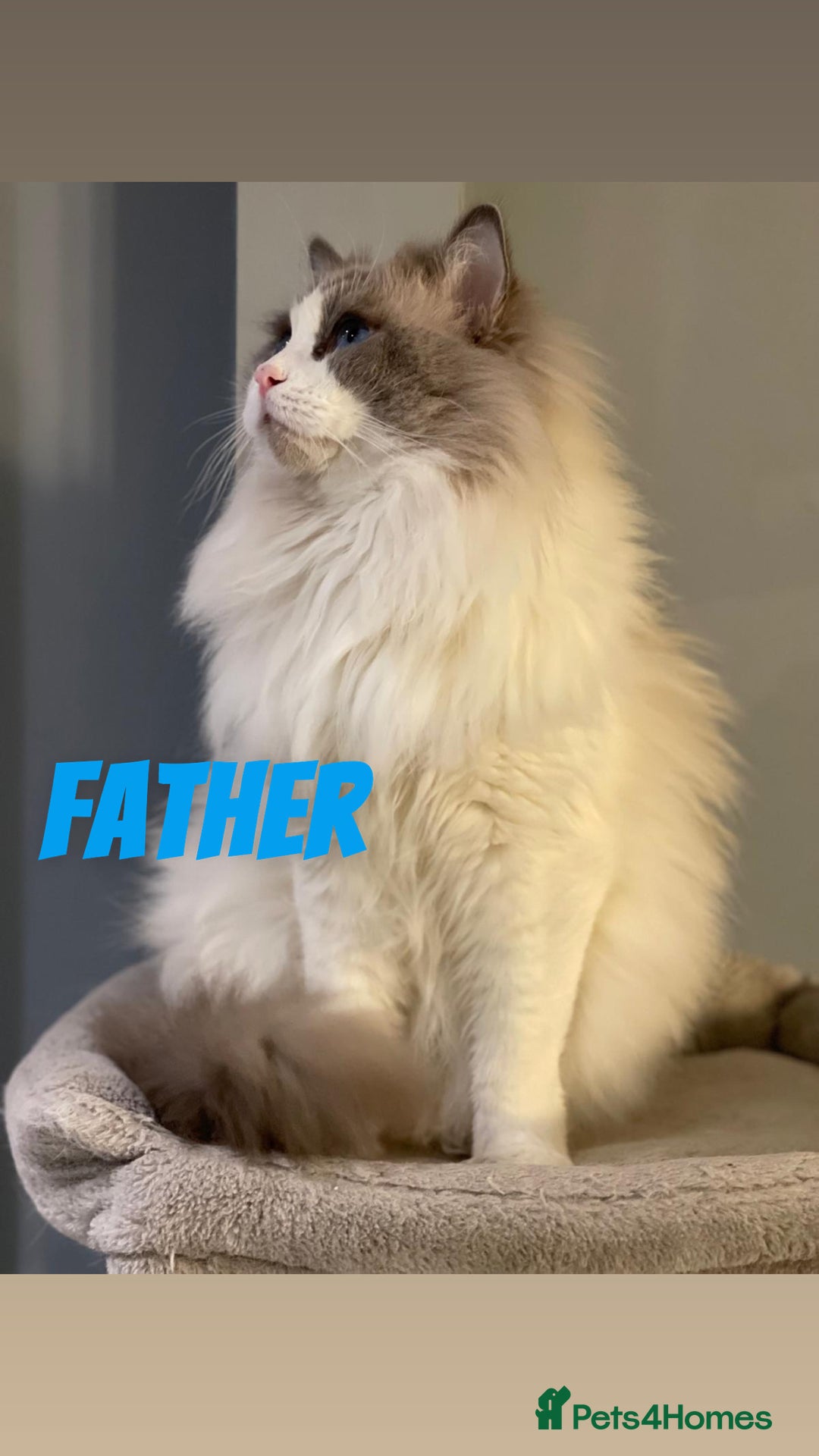 Ragdoll cats for sale: RAGDOLL BLUEPOINT/BICOLOR FOR SALE!!! - Image 6