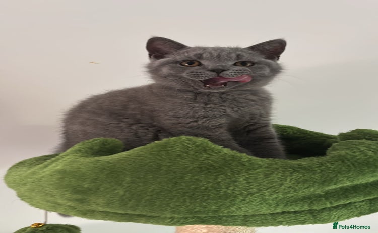 British Shorthair cats in Braintree - Advert 3