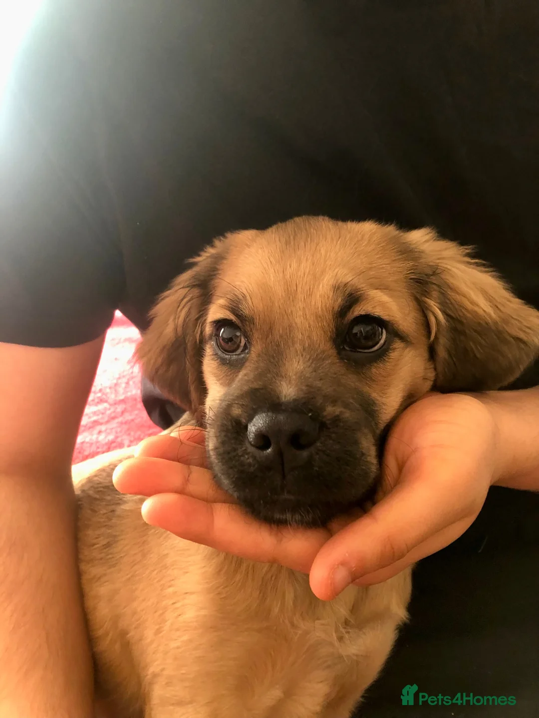 Mixed Breed dogs for sale: Sproodle X pug in Bradford - Advert 2