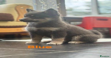 Pomsky dogs - Advert 5