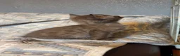 Bengal cats for sale: 🐾 Stunning TICA Registered Bengal Kittens 🐾 - Advert 14