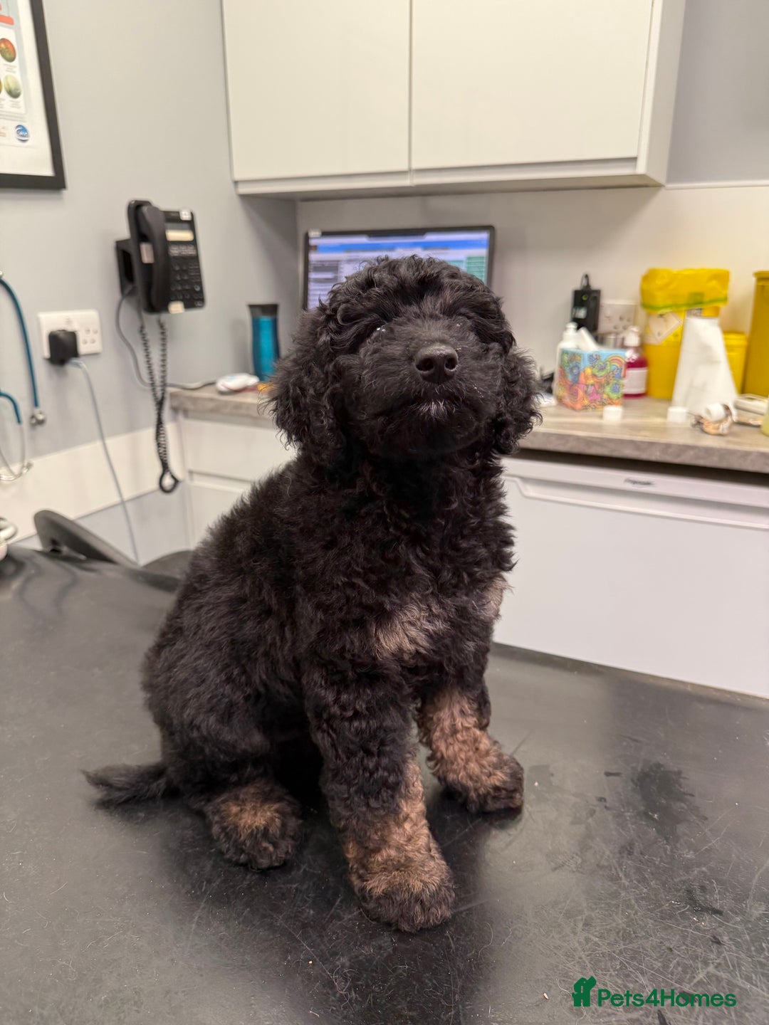 Bernedoodle dogs for sale: Last Miniature health tested Bernedoodle   - Advert 7