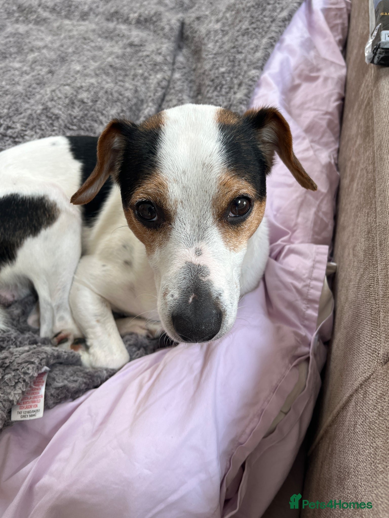 Jack Russell dogs Jack Russell for stud - Advert 1