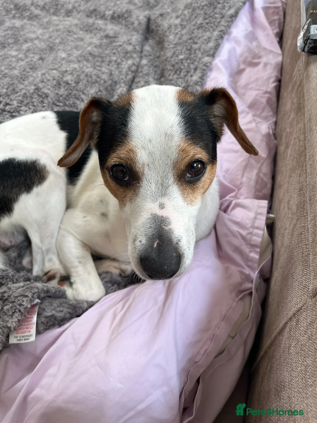 Jack Russell dogs for stud: Jack Russell for stud - Advert 1