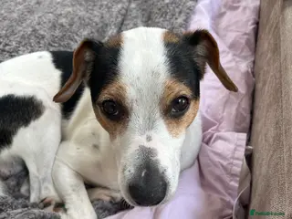 Jack Russell dogs Jack Russell for stud - Advert 1