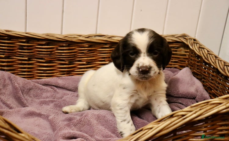 English Springer Spaniel dogs Working Bred Springer Spaniel Puppies For Sale.  - Advert 2