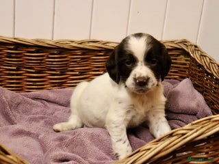 English Springer Spaniel dogs Working Bred Springer Spaniel Puppies For Sale. - Advert 13