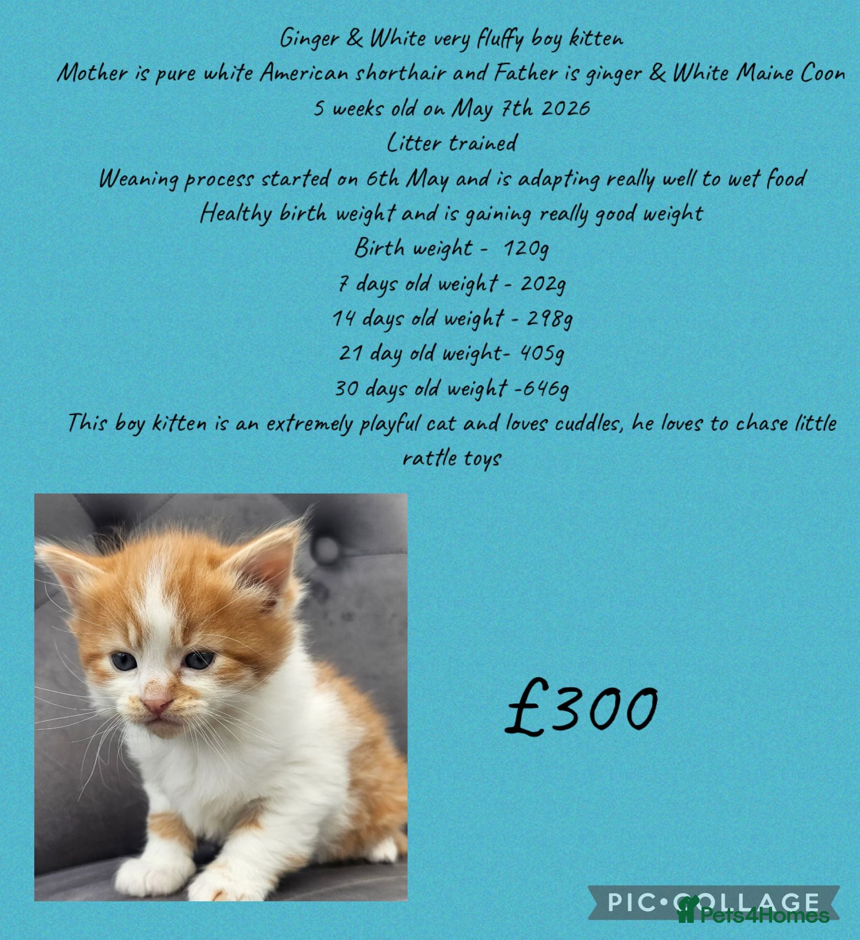 Mixed Breed cats  AMERICAN SHORT HAIR  - Advert 18