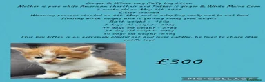 Mixed Breed Kitten 1