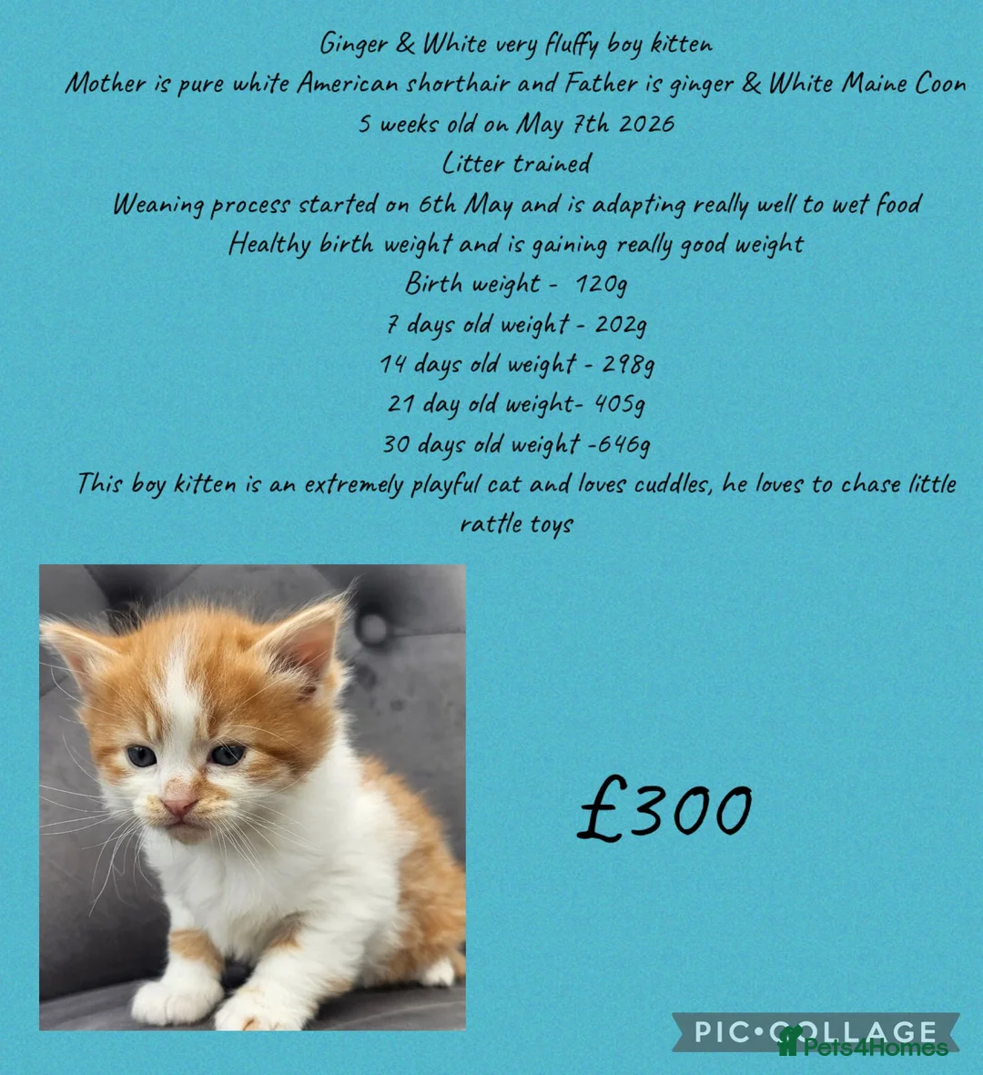 Mixed Breed cats for sale: MAINE COON X AMERICAN SHORT HAIR - Advert 2