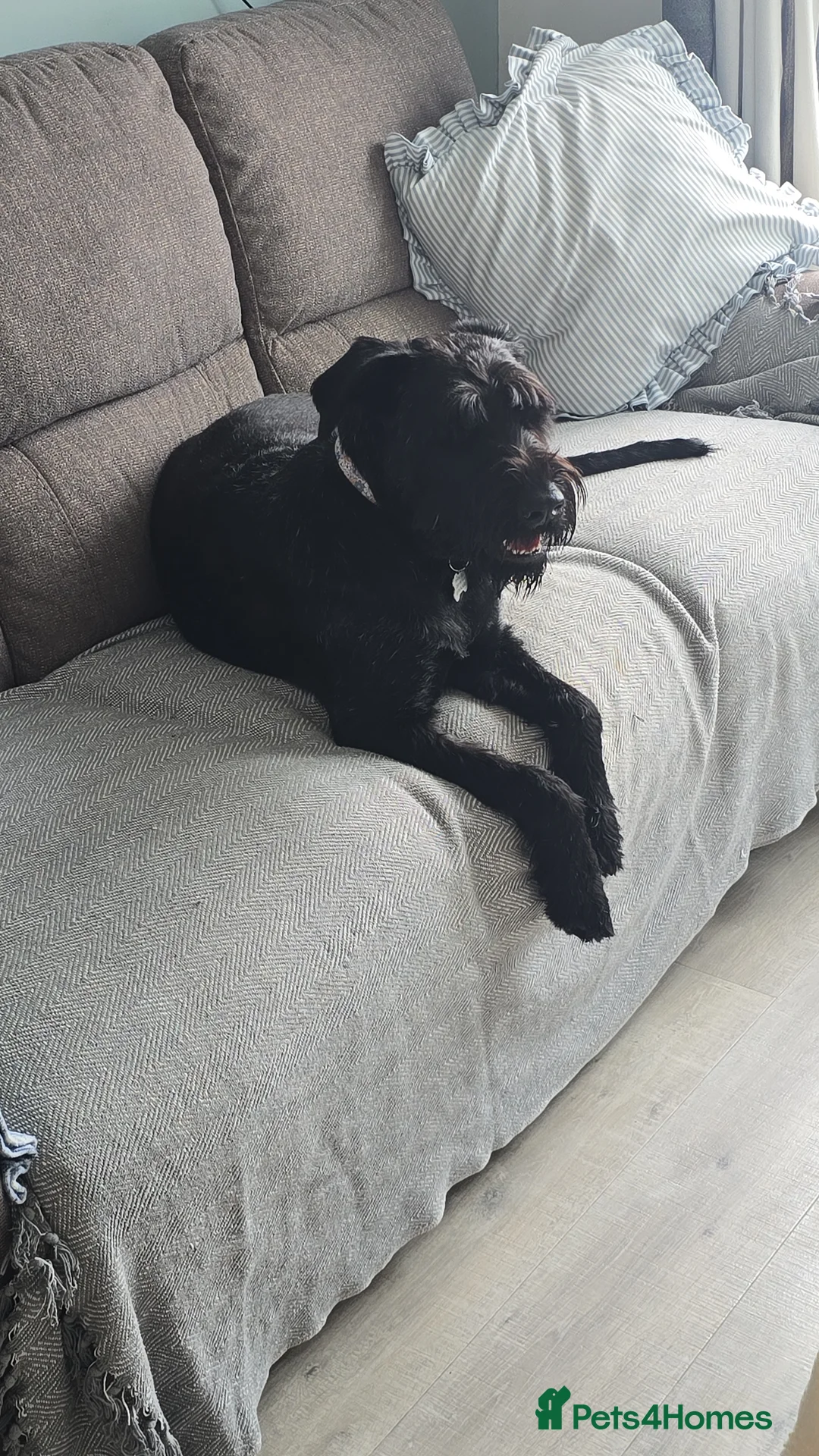 Giant Schnauzer dogs for sale: Luna, Giant Schanuzer  in Langport - Advert 1