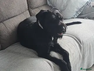 Giant Schnauzer dogs Luna, Giant Schanuzer in Langport - Advert 1