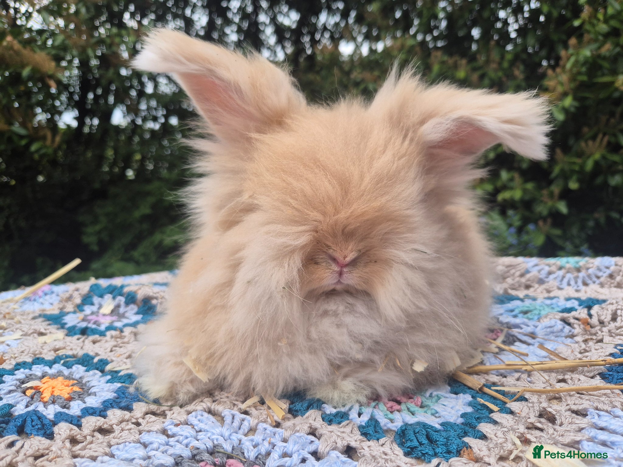 Angora rabbits 💙1 boy remaining- parents inported from france💙  - Advert 2